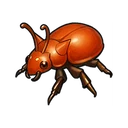 大王コガネムシ