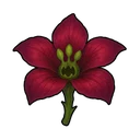 スクリーマーの花