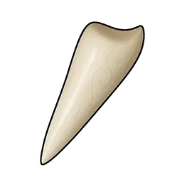 光るウサギの歯