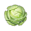 キャベツ