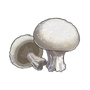 マッシュルーム