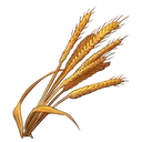 小麦