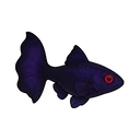 ゴーストグッピー