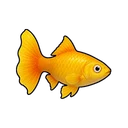 アンバーグッピー