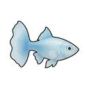 サファイアグッピー