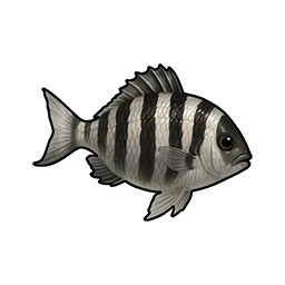 Striped Crucian Carp