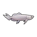 シルバーアロワナ