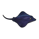 遊泳するアオゾラエイ