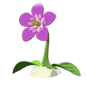 せっかちな歩く花